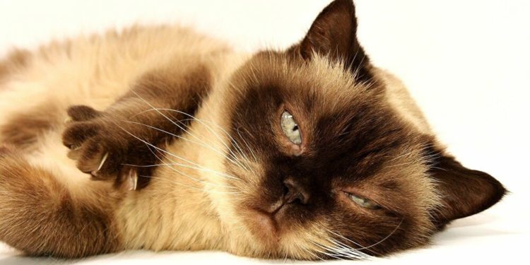 Pourquoi les chats miaulent quand on éternue ?