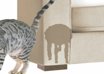 Pourquoi mon chat fait pipi sur les murs ?