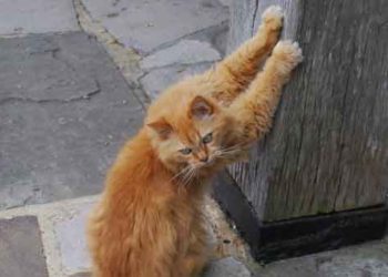 Pourquoi mon chat marque son territoire dans la maison ?