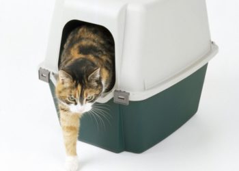 Pourquoi le chat fait ses besoins en dehors de la litière ?
