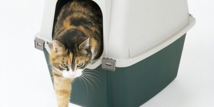 Pourquoi le chat fait ses besoins en dehors de la litière ?