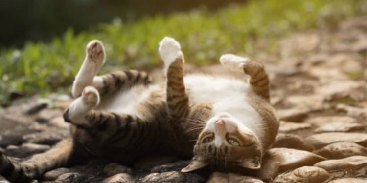 Pourquoi mon chat se roule dans le pipi ?