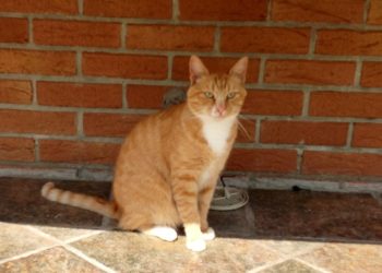 Pourquoi mon chat fait des petit bruit ?