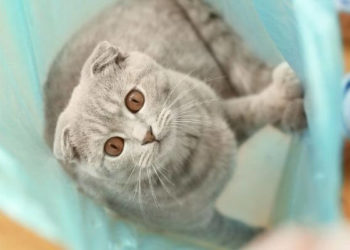 Pourquoi les chats aiment les sacs ?