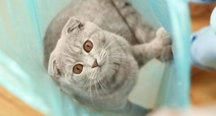 Pourquoi les chats aiment les sacs ?