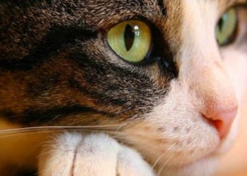 Comment vieillissent les chats ?