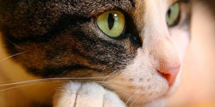 Comment vieillissent les chats ?