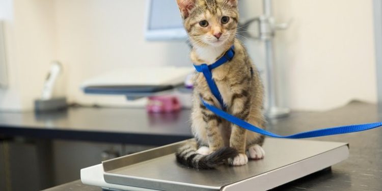 Comment nourrir un chat trop maigre ?