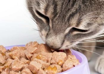 Pourquoi mon chat mange la laine ?