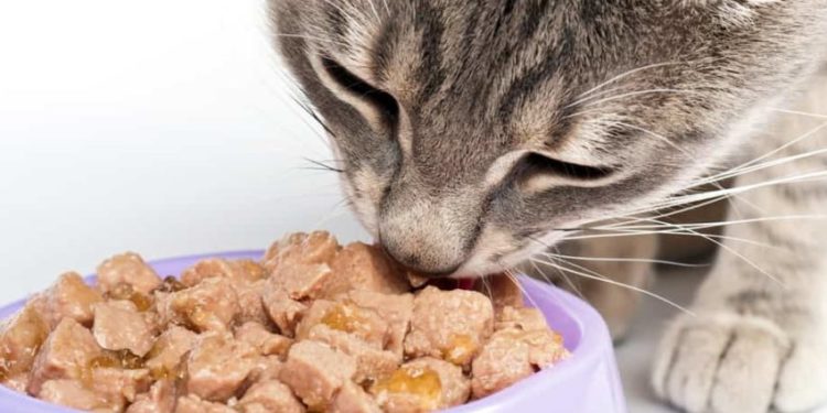 Pourquoi mon chat mange la laine ?