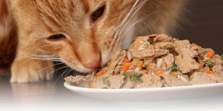 Pourquoi un chat à tout le temps faim ?