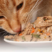 Pourquoi un chat à tout le temps faim ?