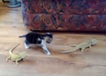 Quand un chat titube ?