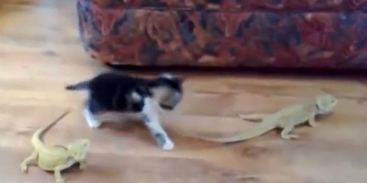 Quand un chat titube ?