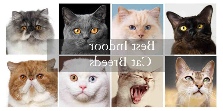 Pourquoi mon chat n'arrête pas de me coller ?