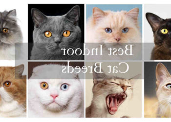 Pourquoi mon chat n'arrête pas de me coller ?