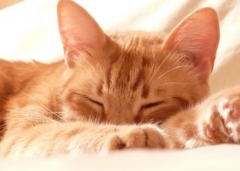 Pourquoi un chat colle son maitre ?