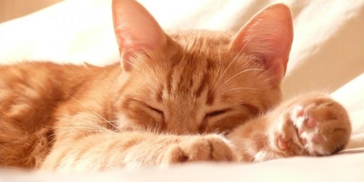 Pourquoi un chat colle son maitre ?