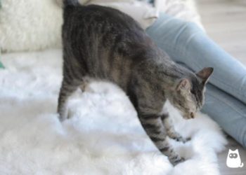 Comment savoir si mon chat me prend pour sa maman ?