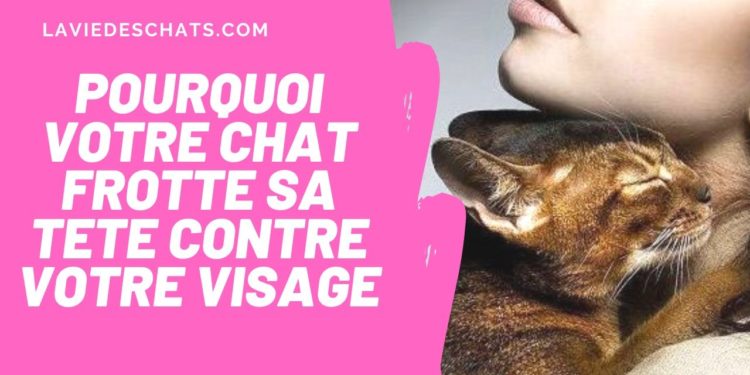 Pourquoi mon chat frotte son nez contre mon nez ?