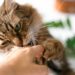 Pourquoi le chat mordille la main ?