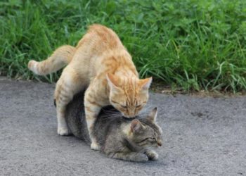 Comment se déclenchent les chaleurs des chats ?