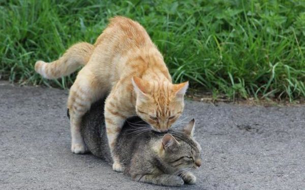 Comment se déclenchent les chaleurs des chats ?