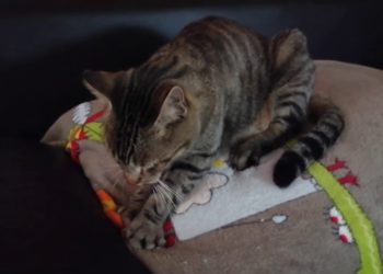 Pourquoi un chat Pietine avec ses pattes ?