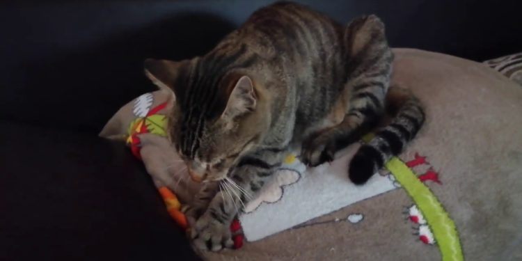 Pourquoi un chat Pietine avec ses pattes ?