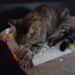 Pourquoi un chat Pietine avec ses pattes ?