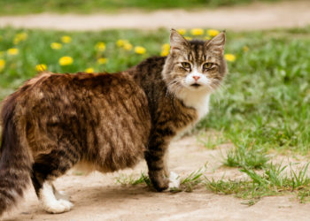 Quelle est la reproduction du chat ?