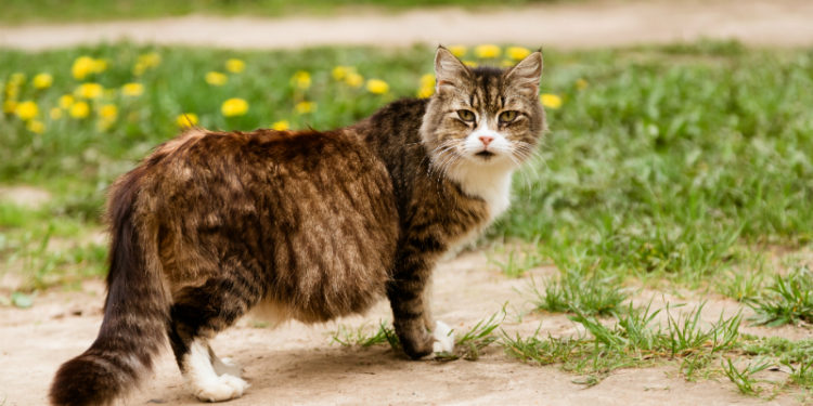 Quelle est la reproduction du chat ?