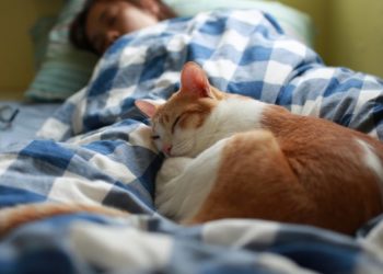 Pourquoi mon chat ne vient pas dormir sur moi ?