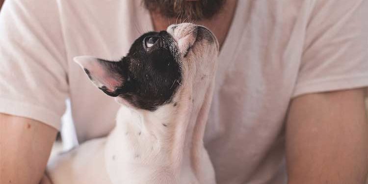 Comment faire pour que mon chat arrête de me lécher le visage ?