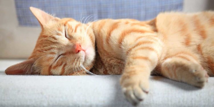 Comment arrêter le miaulement d'un chat ?