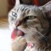 Pourquoi un chat se lèche souvent ?