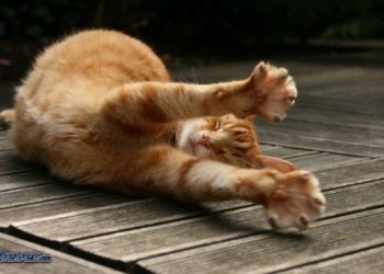 Pourquoi mon chat met toujours sa patte sur moi ?