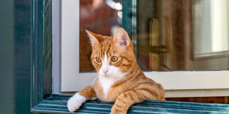 Pourquoi mon chat se couche devant moi ?