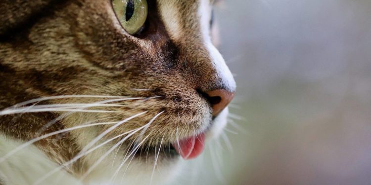 Pourquoi un chat mâle miaule ?