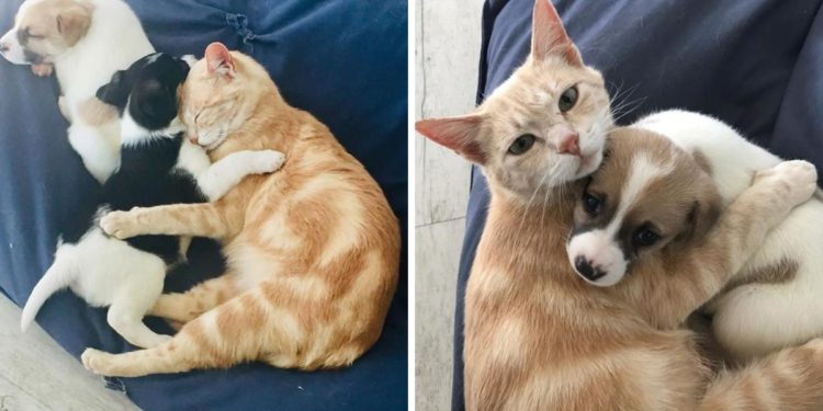 Est-ce qu'un chat peut perdre sa voix ?