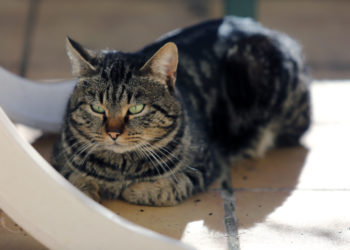 Comment calmer un chat qui saute partout ?