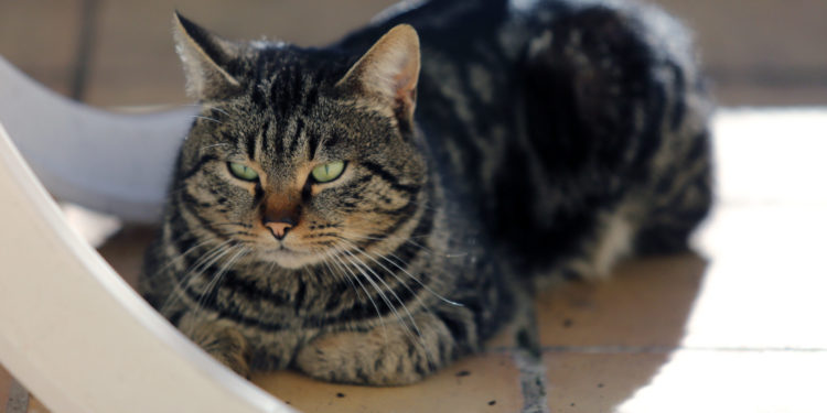 Comment calmer un chat qui saute partout ?