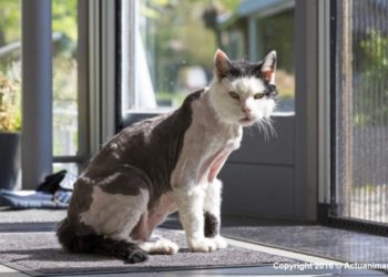 Pourquoi un chat perd beaucoup ses poils ?