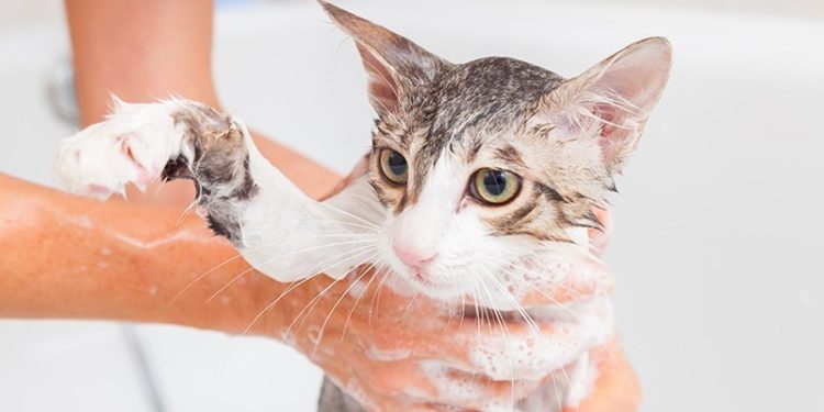 Comment sourire à son chat ?