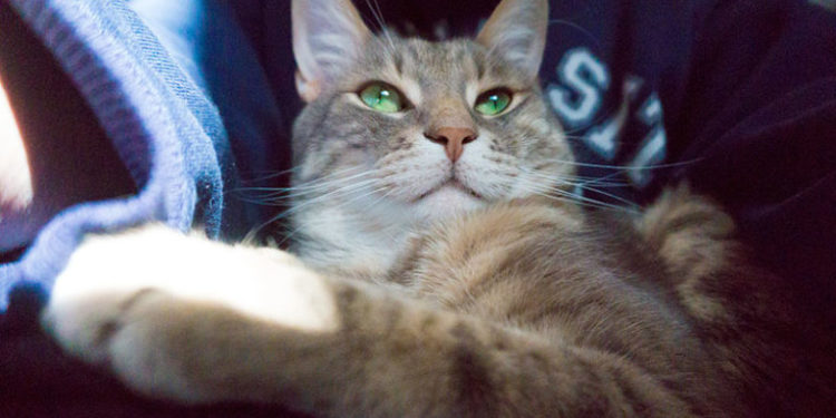 Pourquoi mon chat me met la patte sur le visage ?