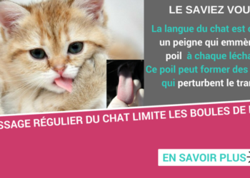 Comment savoir si mon chat a une boule de poil ?