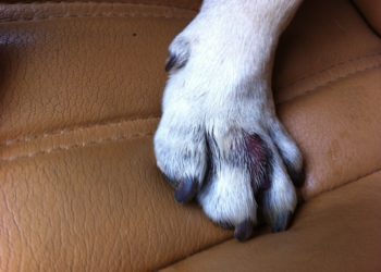 Comment soigner un chat qui a mal à la patte ?