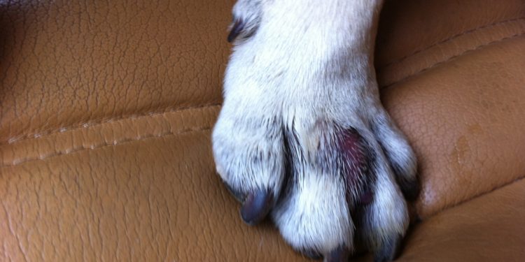 Comment soigner un chat qui a mal à la patte ?