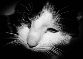 Comment savoir si un chat se laisse mourir ?