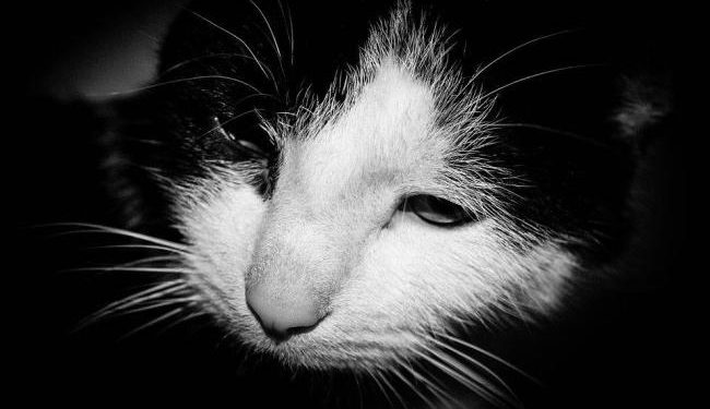 Comment savoir si un chat se laisse mourir ?